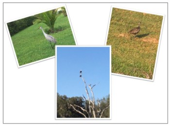 Orlando Lake and Wildlife Tour